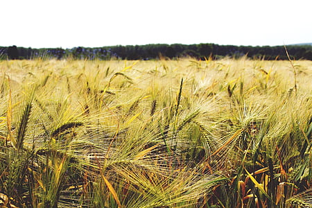 gersten, barley field, cereals, grain, food, field, cornfield