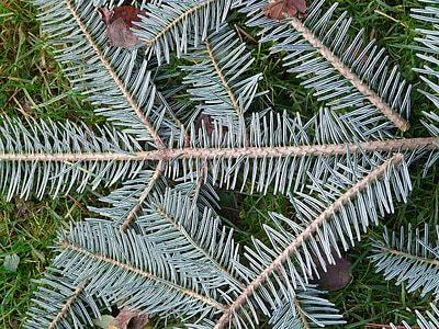 tannenzweig, pine needles, fir, silver fir, white fir, abies, alba