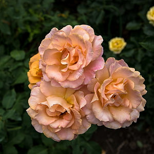 flor, flora, color de rosa, Jardín Botánico, peonía, naturaleza, flor color de rosa-
