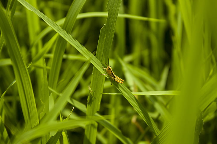 green, grasshopper, paddy field, nature, background, rice paddies, paddies