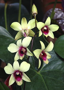 orchidej, květ, Flora, Bloom, čerstvosti, detail, okvětní lístek