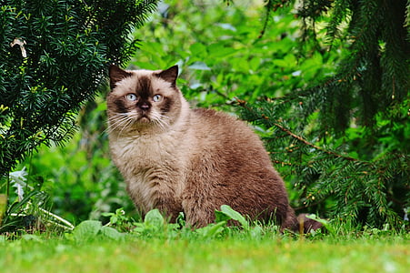 katt, Brittiskt Korthår, Mieze, blått öga, trädgård, fullblod, Kära