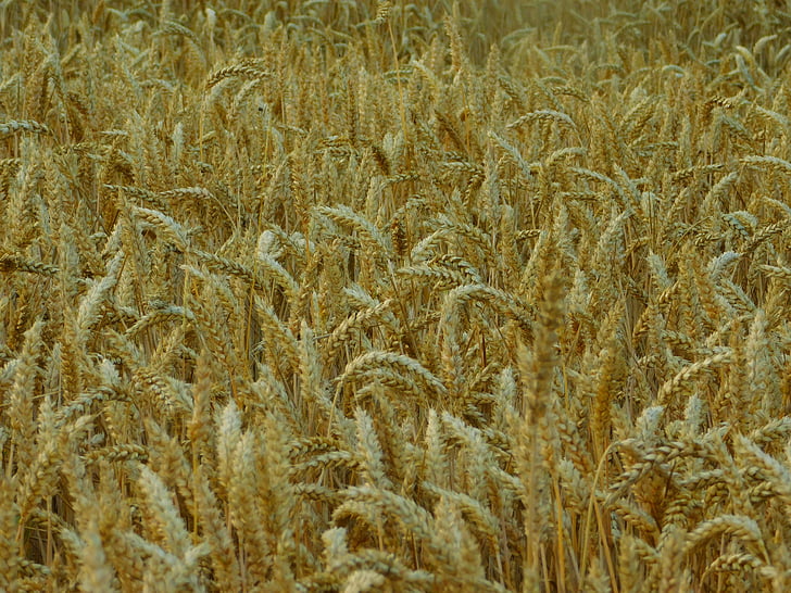 поле, Нива, на землі, Зернові, пшенична сфера, орним, Сільське господарство