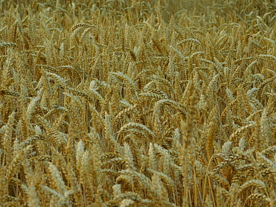 domaine, champ de maïs, sur la terre, céréales, champ de blé, terres arables, Agriculture