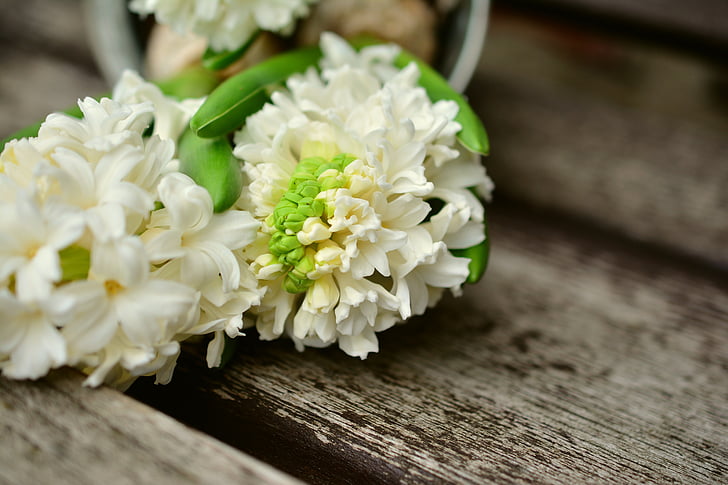 Jacinto, hvit Jacinto, Hyacinthus, tegn på våren, vårblomster, våren, tidlig bloomer
