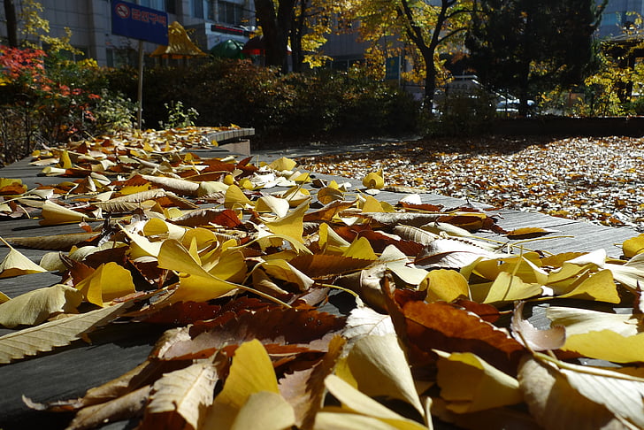 otoño, hojas de otoño, cielo azul, Arce, Banco de hojas, Ginkgo