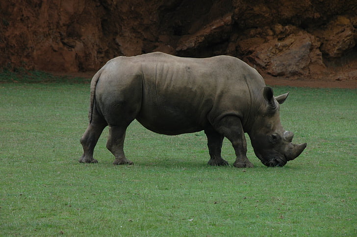 rhino, africa, horn, nature