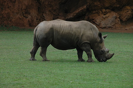 Rhino, Afrika, rog, narave