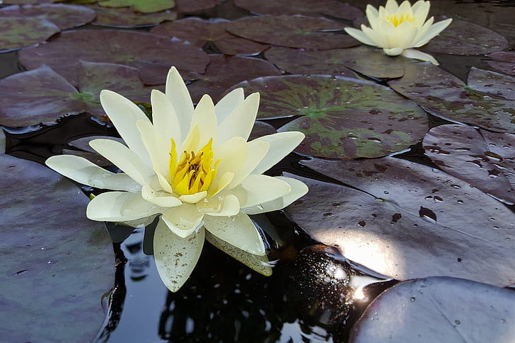 lily, water, pond, flower, water flower, water lily, flora