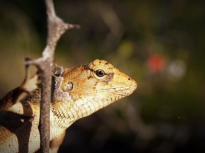 animal, close-up, eye, gecko, lizard, macro, outdoors