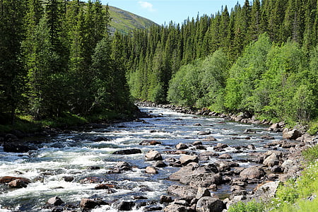 torrent, nature, water, water running, beautiful, mountain stream, mood