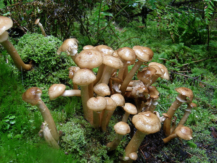 funghi, foresta, muschio, marrone, verde, autunno, fungo