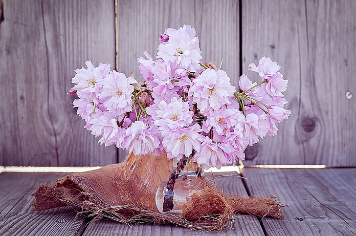 gėlės, žydinčios japoniškos sakuros, filialai, vyšnios žiedas filialai, rožinė, rožinės gėlės, pavasarį