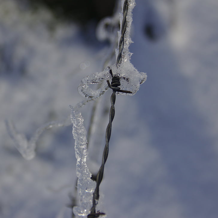 ostnatý drôt pokrytý ľadom, zimné, ostnatý drôt, inovať, plot, mrazené, ľadovej