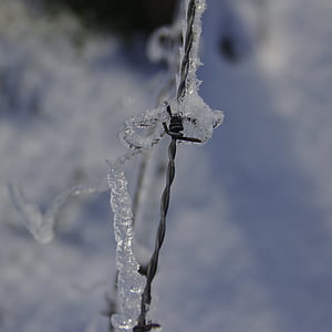 ลวดมีหนามปกคลุมไปด้วยน้ำแข็ง, ฤดูหนาว, ลวดหนาม, น้ำค้างแข็ง, รั้ว, แช่แข็ง, เป็นน้ำแข็ง