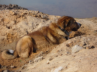 šuo, smėlio, augintiniai, palaukti, palauk