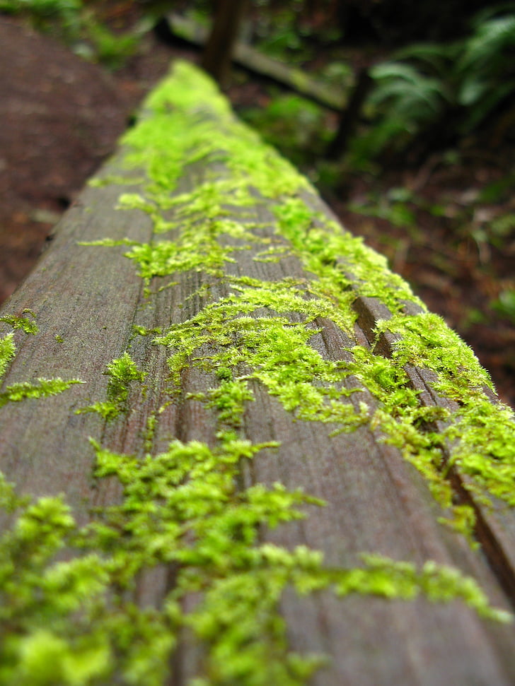 Moss, lichen, jurnal, lemn, natura, macro, verde