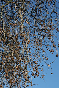 tree, branches, air, balls, nature