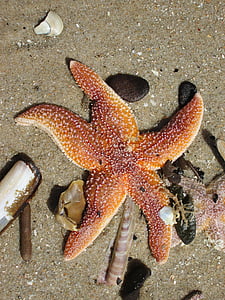 Starfish, strand, zee, zand, natuur, zeeleven, zomer