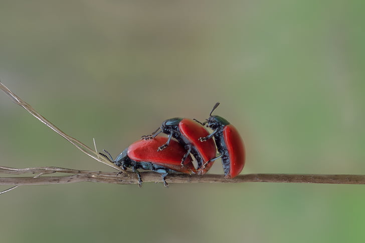 kumbang, serangga, makro, kumbang merah, helai-helai rumput, merah, maikäfer