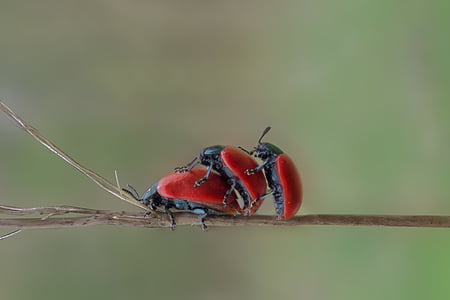 Beetle, insecte, macro, coccinelle rouge, brins d’herbe, rouge, Maikäfer