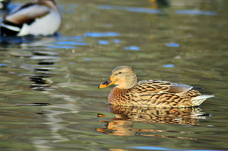 duck, green collar, pond, lake, nature, water, bird