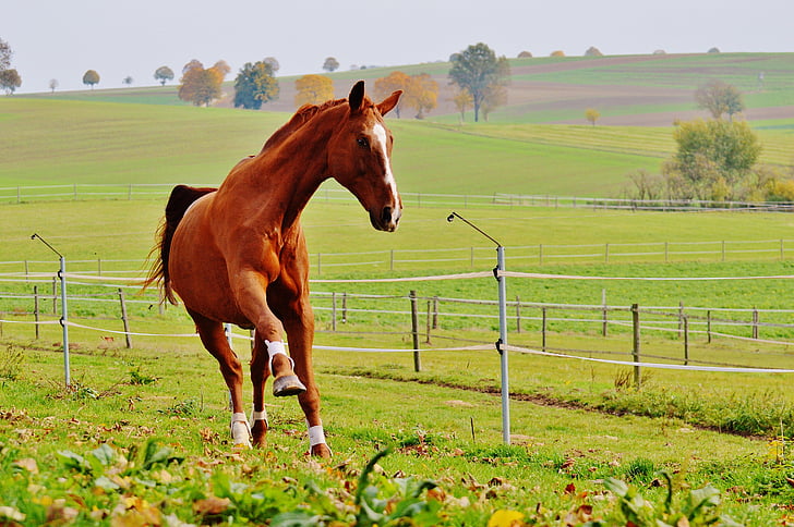 hevonen, eläinten, Ride, Reiterhof, ruskea, kytkentä, niitty