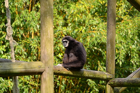 Gibbons, pērtiķis, melna, zīdītāju, zooloģiskais dārzs, dzīvnieku pasaule, daba