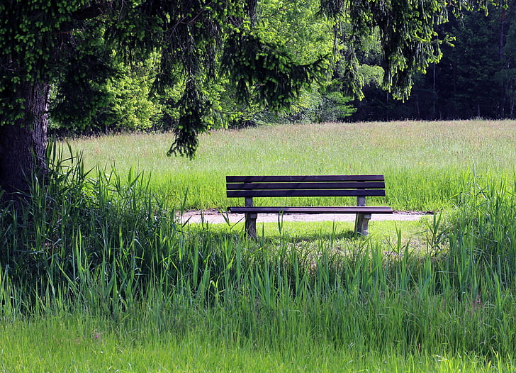 klopi, narave, banka, sedež, ostalo, travnik, trava