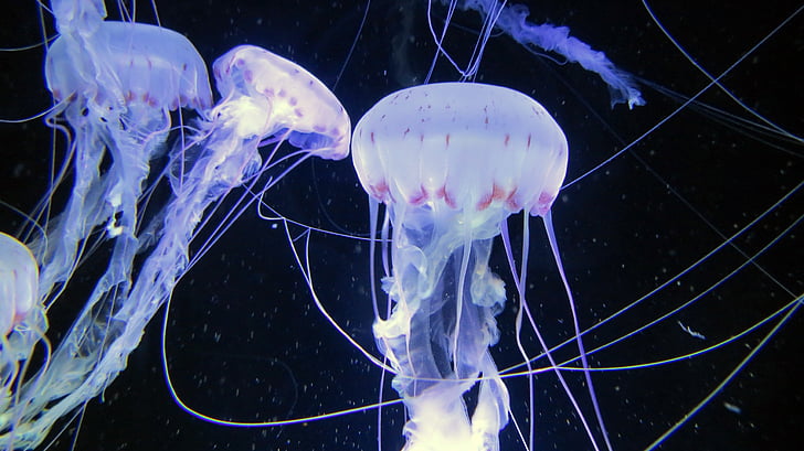 medúzy, morské živočíchy, akvárium, ozeaneum stralsund, morský život, Meduse, jednotky