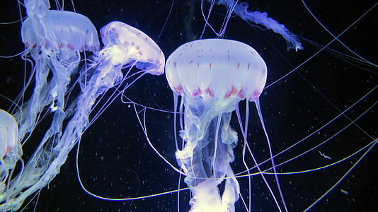 Medúza, mořští živočichové, akvárium, Ozeaneum stralsund, podmořský život, Meduse, jednotka