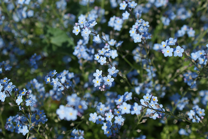 λουλούδια, μην με ξεχάσεις, μπλε, φυτό, άνθιση, άνοιξη, μπλε λουλούδι
