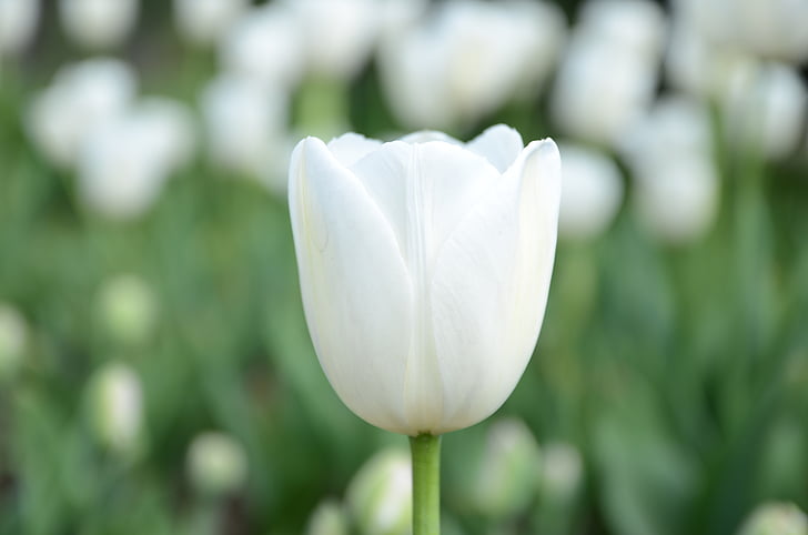 biały, kwiat, Tulipan, morze kwiaty