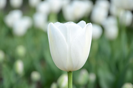 fehér, virág, tulipán, Tengernyi virággal