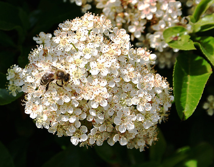 cvijet pčela, bijeli, pčela, cvijet, cvatu, priroda, kukac