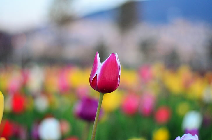 Tulip, merah, berwarna-warni, alam, Turki, musim semi, tanaman