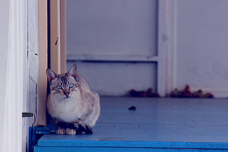 macska, szépség, nyugodt, állat, Háziállat, kültéri, kék eys
