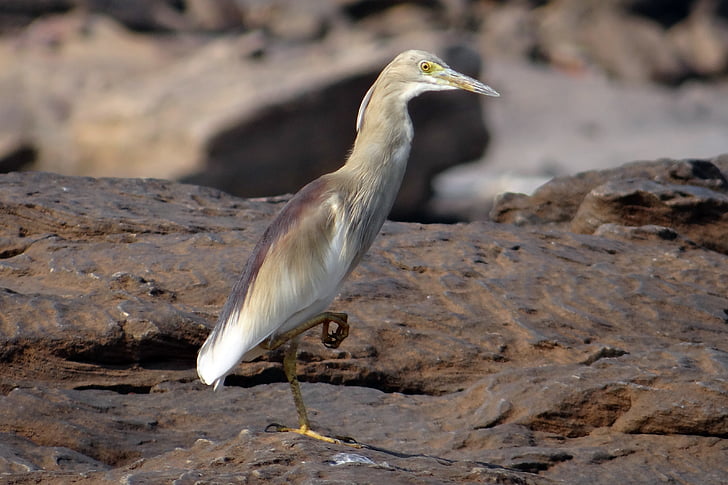rybník, Heron, vták, paddybird, Ardeola grayii, Indický rybník heron, India