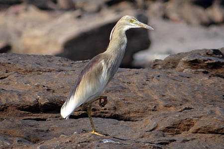 dammen, hegre, fuglen, paddybird, ardeola grayii, indisk dammen heron, India