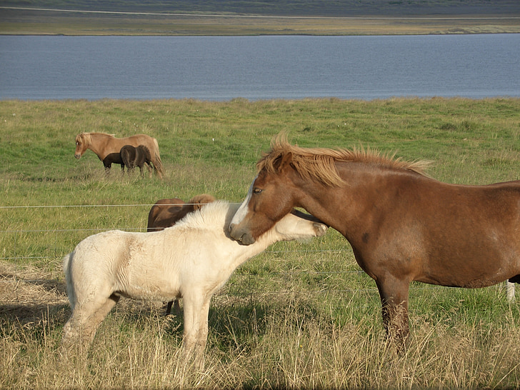 Islandia, kuda, alam, kuda, hewan