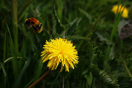 bee, insect, dandelion, blossom, bloom, yellow, background