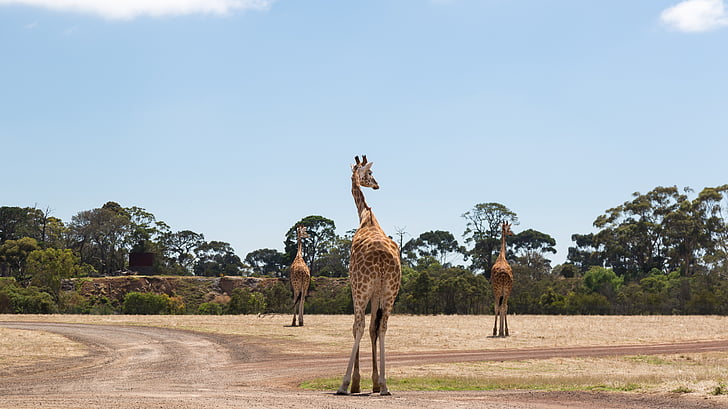 jirafas, zoo de Werribee, Melbourne, naturaleza, animal, flora y fauna, jirafa