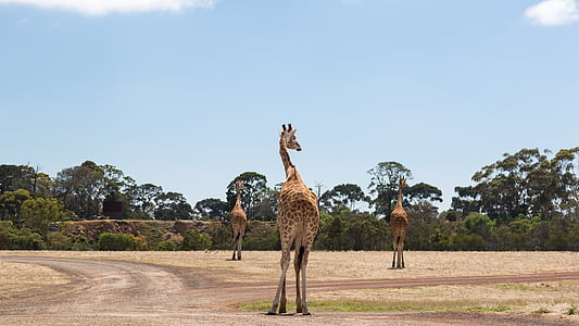giraffen, Werribee dierentuin, Melbourne, natuur, dier, dieren in het wild, Giraffe