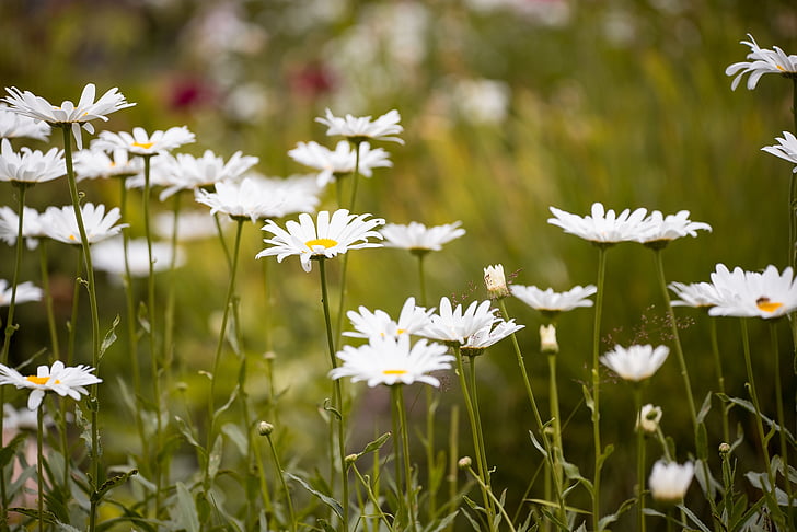 Marguerite, eng, Marguerite ENG, blomst, hvit, hvit blomst, Sommer