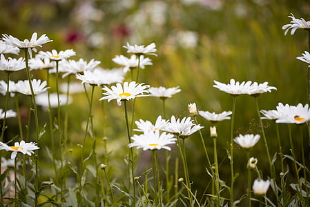 Marguerite, heinamaa, Marguerite heinamaa, lill, valge, valge lill, suvel
