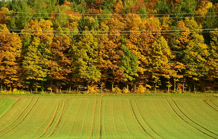 autumn, autumn forest, trees, fall foliage, deciduous trees, sunbeam, golden autumn