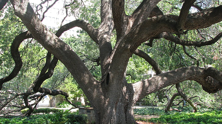 arbre, au Texas, San antonio