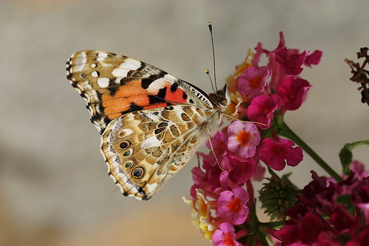 metulj, vešča, insektov, makro, blizu, nektar, cvetni prah