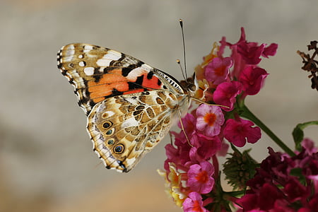 motýľ, Moth, hmyzu, makro, zblízka, nektár, peľ