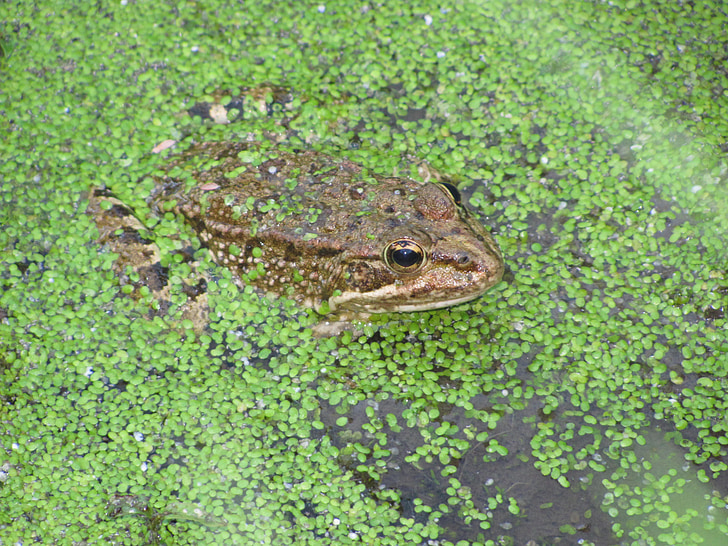 žaba, jezero, skriveni, zelena, divlje, prirodni